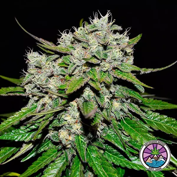 View Neville's Rose Auto