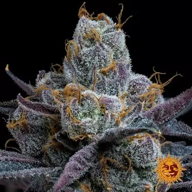 White Runtz da Barney's Farm ⚪🌿 - GB The Green Brand