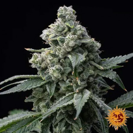 Bruce Banner