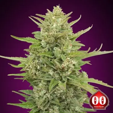 Auto Super Skunk by 00 Seeds - Grow Barato