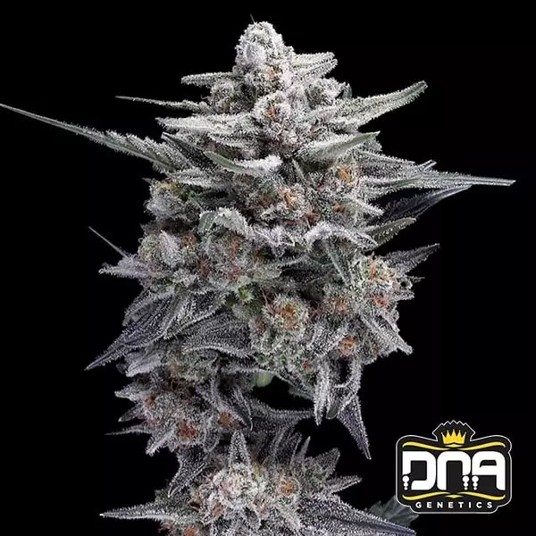 View HG23 AKA Michael Jordan