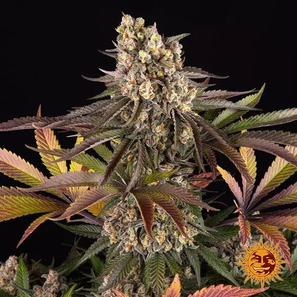 View Limoncello de Barney’s Farm