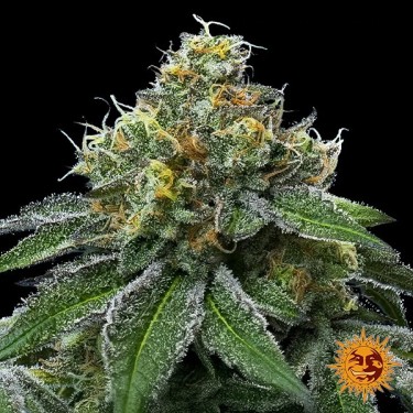 RS11 x Banana OG