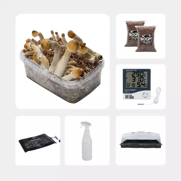 Kit de Autocultivo de Cogumelos Mágicos