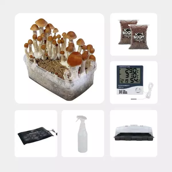 GB Mycological Study Kit Intermediate Level McKennaii