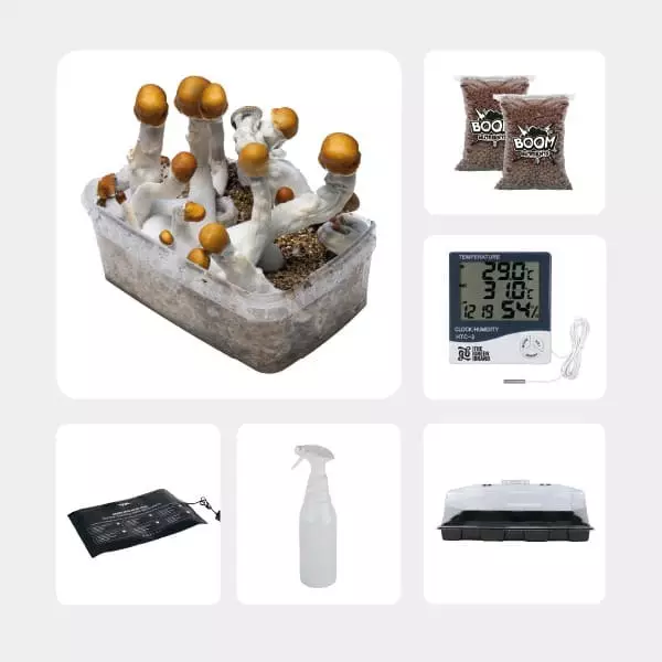Kit de Autocultivo de Cogumelos Mágicos