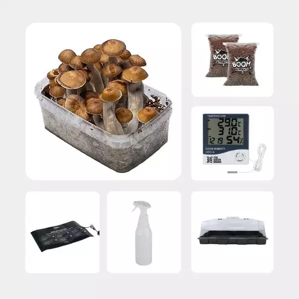GB Mycological Study Kit Intermediate Level Mazapatec