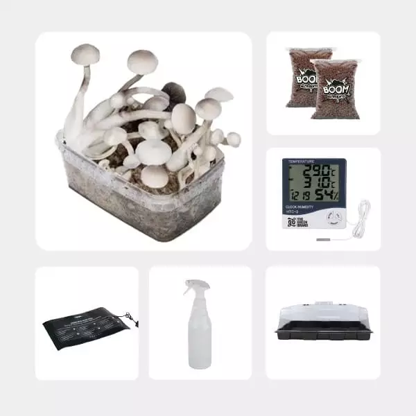 GB Mycological Study Kit Intermediate Level Treasure Coast Albino