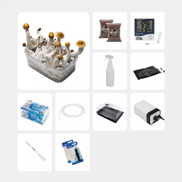 Kit Completo para Estudos Micológicos