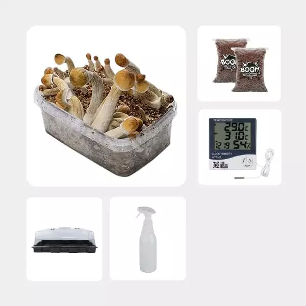 Economical Magic Mushroom Grow Kit mexicanas