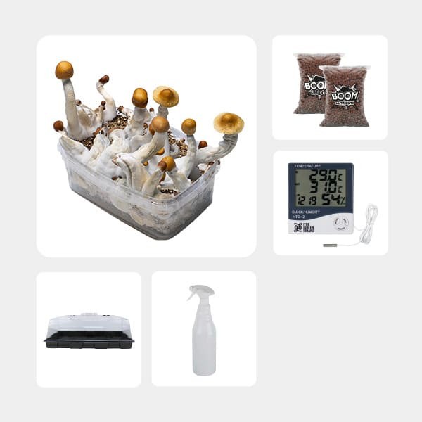 Kit Completo de Estudios Micológicos Golden Teacher