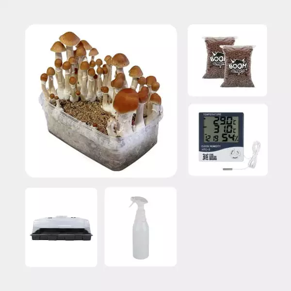 Economical Magic Mushroom Grow Kit Mckenaii