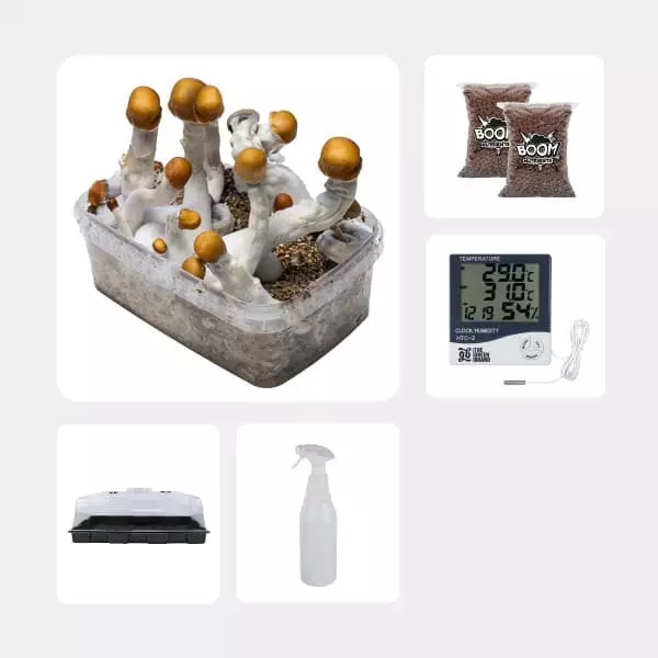 Economical Magic Mushroom Grow Kit B+