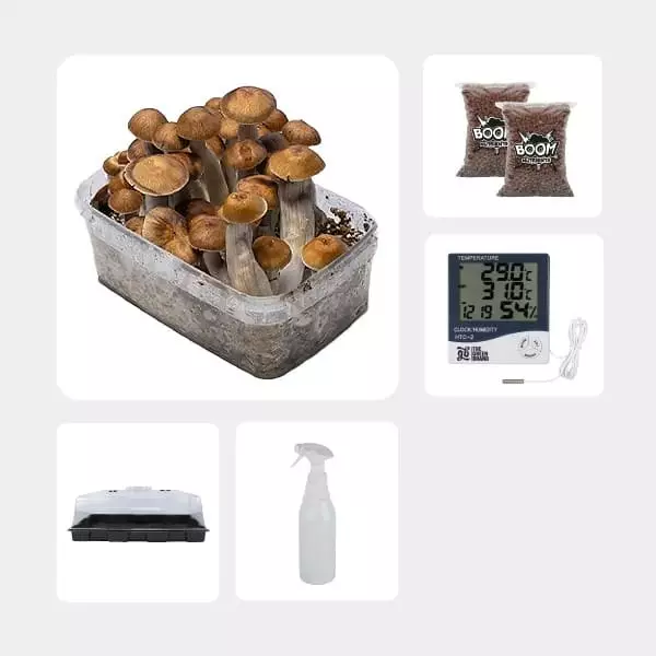 Economical Magic Mushroom Grow Kit Mazatapec