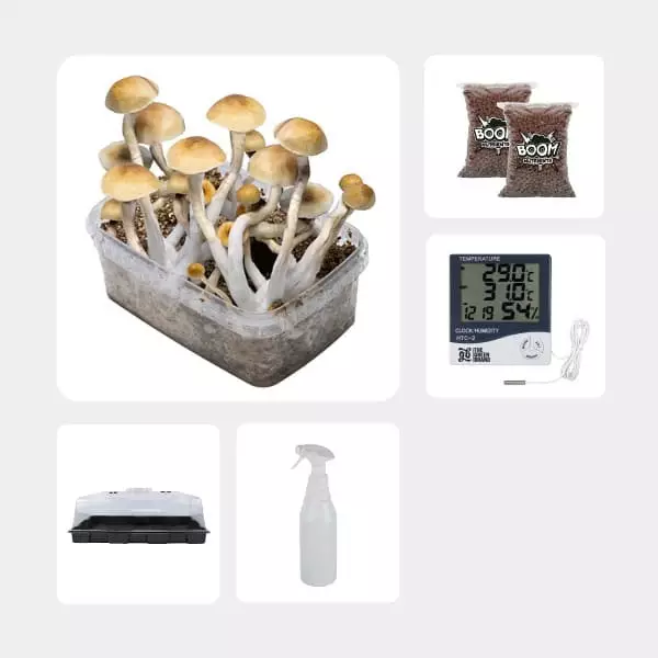 Economical Magic Mushroom Grow Kit Thai