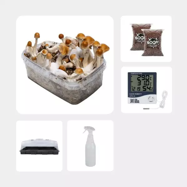 Economical Magic Mushroom Grow Kit Amazonian