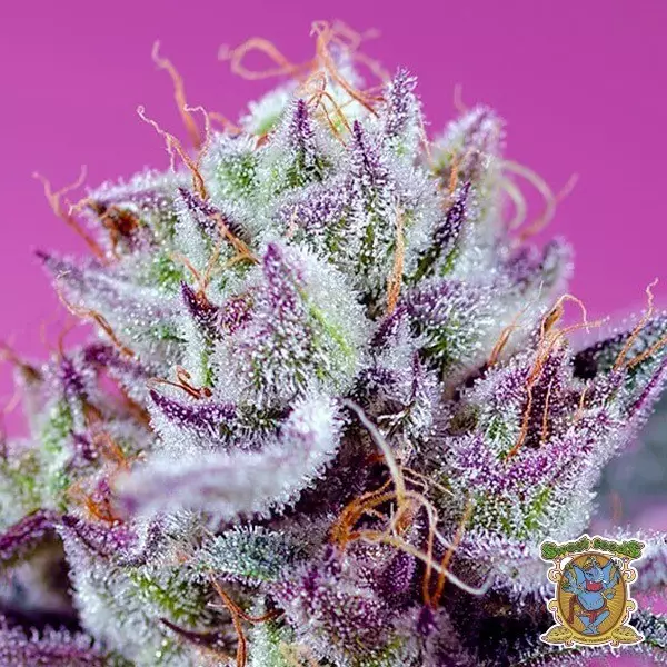 Fruity & Delicious Mix Diablo's Delight XL Auto