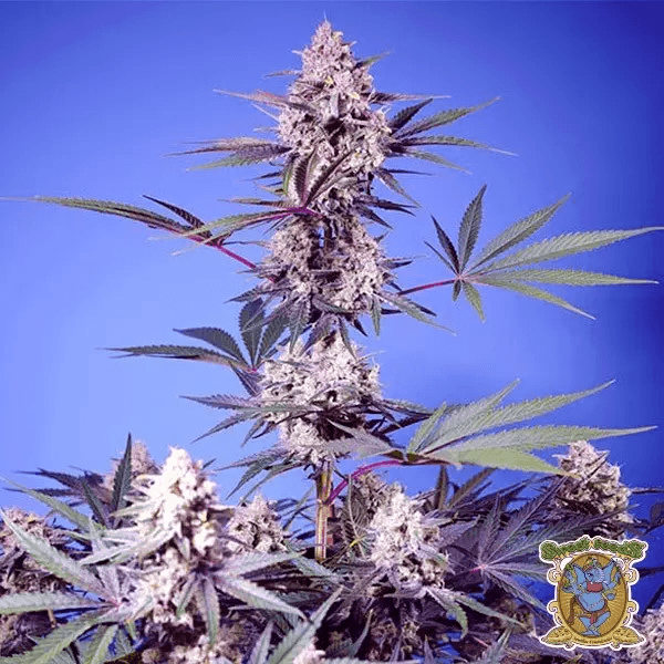 Mental Rainbow F1 Fast Version