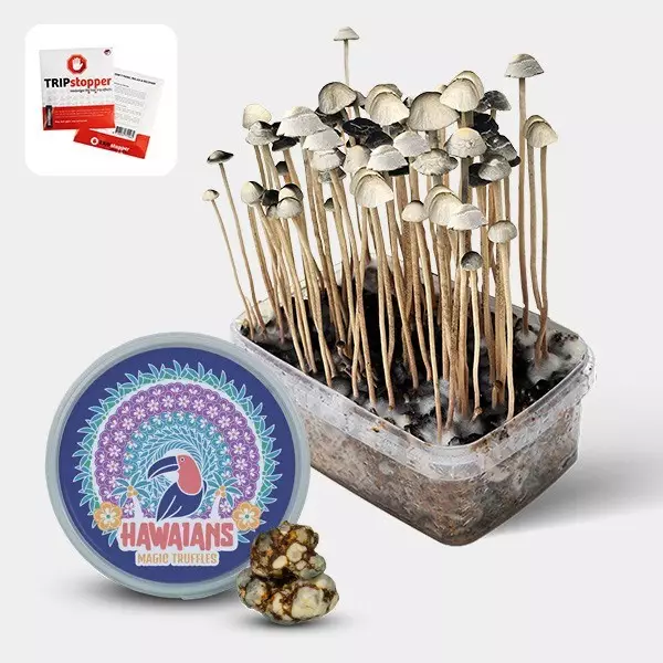 View Kit de Cultivo Setas Aloha Hawaii