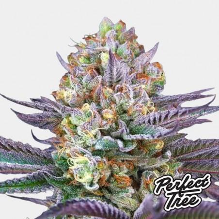 Tropic’Ozz