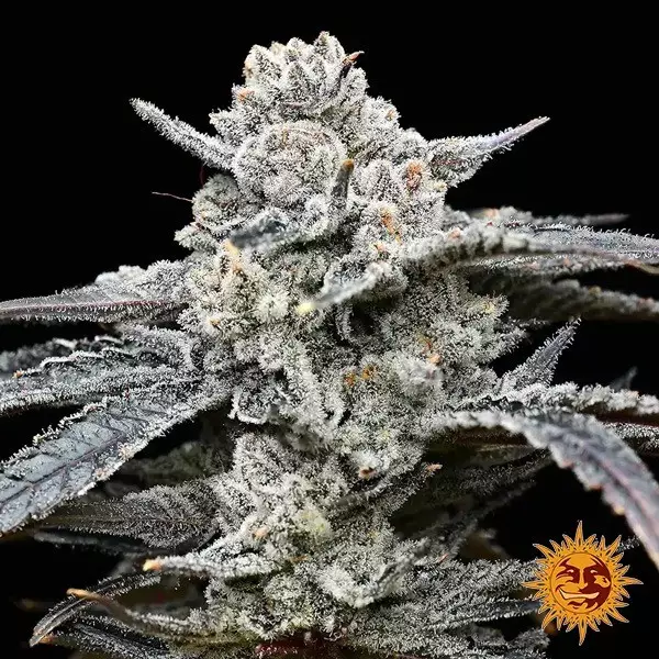 Lemon Cherry Gelato (Barney's x Backpack Boyz)