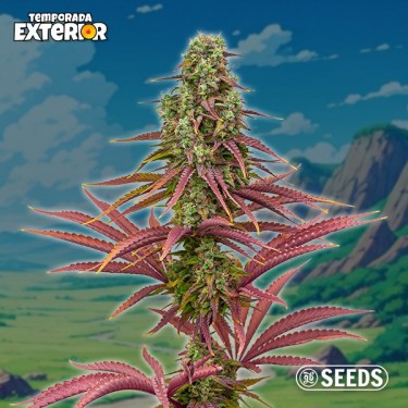 The Mother Plant (Edición Limitada)
