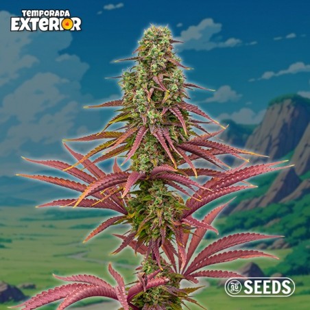 The Mother Plant (Edición Limitada)