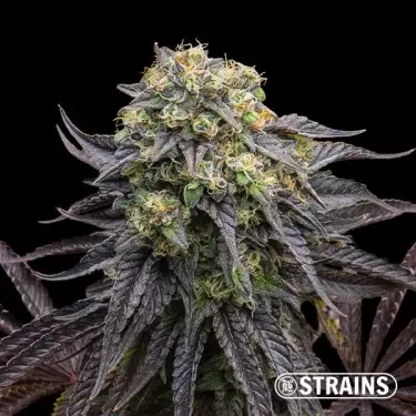 Strain Box 3