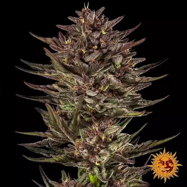 View Frosted Zinn x Cookie Dog Auto