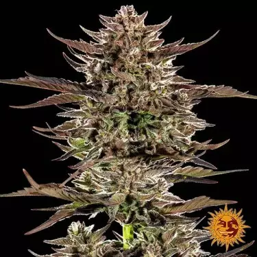 Frosted Zinn x 3 Bears Auto