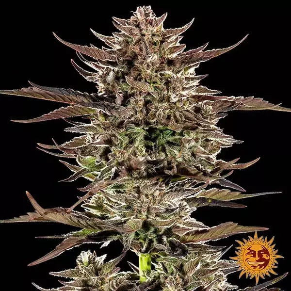 View Frosted Zinn x 3 Bears Auto