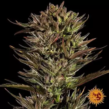 Thin Mint x Sour Pinot Auto