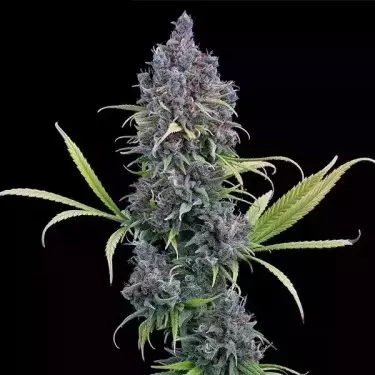 Durban Thai x C99 de Brothers Grimm - GB The Green Brand