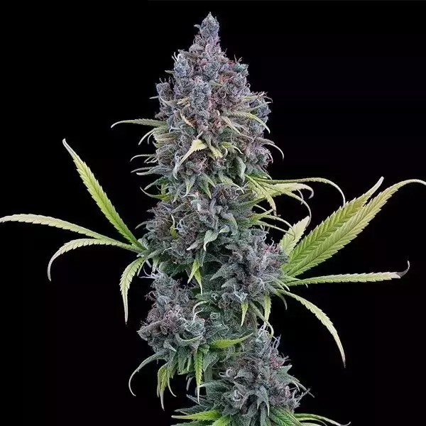 View Durban Thai x C99 de Brothers Grimm - GB The Green Brand