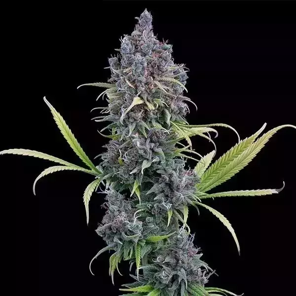 View Durban Thai x C99 de Brothers Grimm - GB The Green Brand