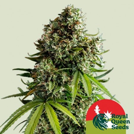 NYC Sour D Auto - Tyson 2.0 x RQS