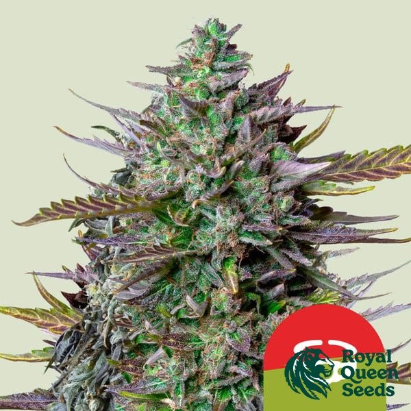 View GOAT'lato Auto - Tyson 2.0 x RQS