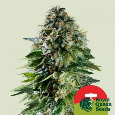 Corkscrew Auto - Tyson 2.0 x RQS - GB The Green Brand