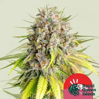 Punch Pie - Tyson 2.0 x RQS