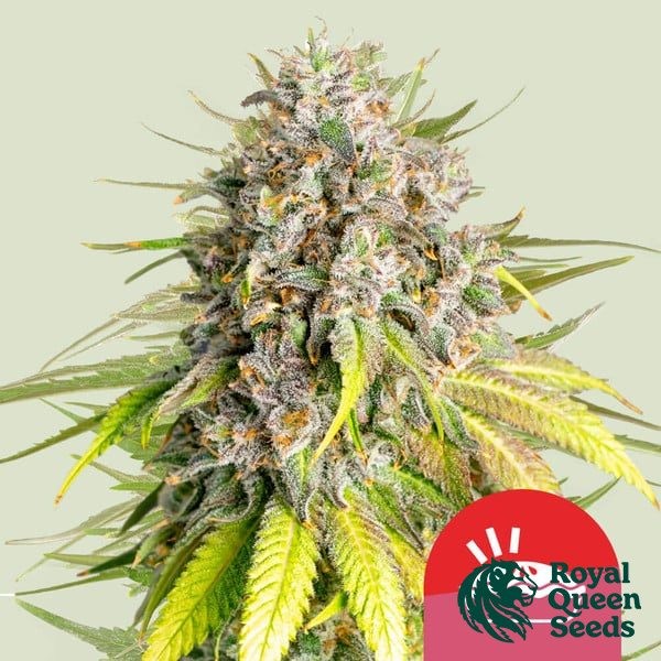 View Punch Pie - Tyson 2.0 x RQS