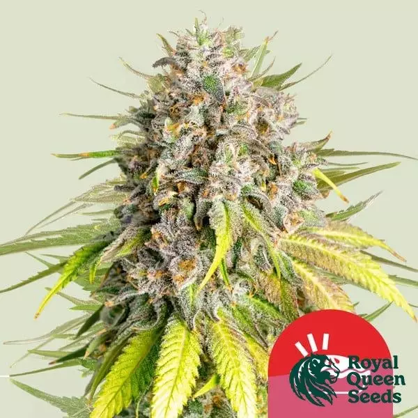 View Punch Pie - Tyson 2.0 x RQS