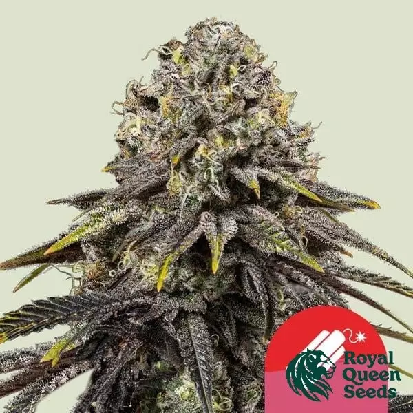 View Dynamite Diesel - Tyson 2.0 x RQS