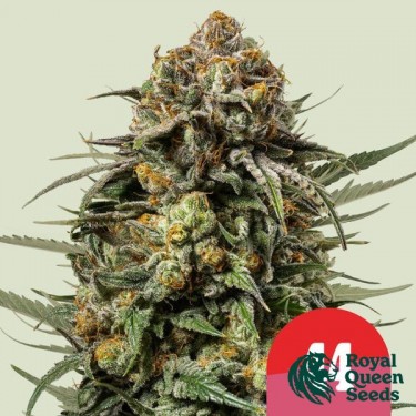 Gelato 44 - Tyson 2.0 x RQS