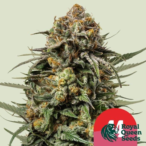 View Gelato 44 - Tyson 2.0 x RQS