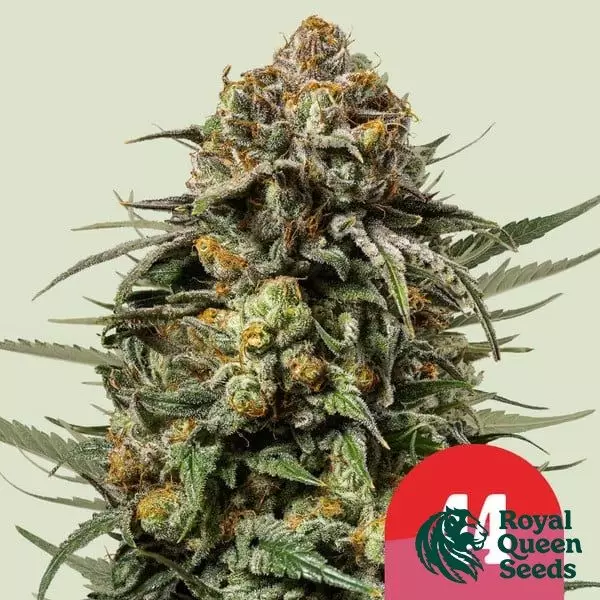 View Gelato 44 - Tyson 2.0 x RQS - GB The Green Brand