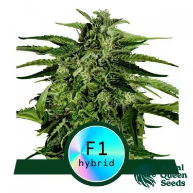Apollo F1 Auto de Royal Queen Seeds - GB The Green Brand