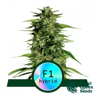 Hyperion F1 Auto by Royal Queen Seeds - GB The Green Brand