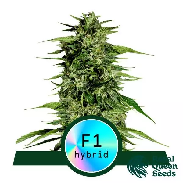 View Hyperion F1 Auto by Royal Queen Seeds - GB The Green Brand