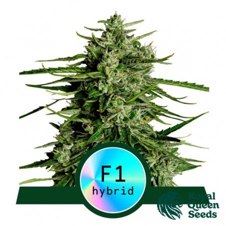 Titan F1 Auto