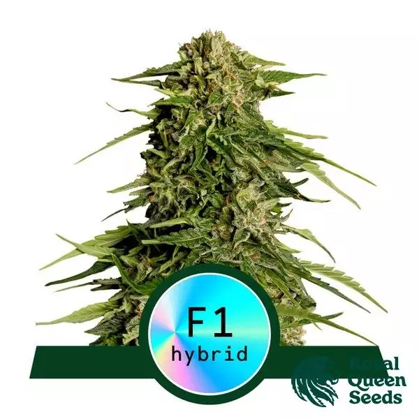 View Epsilon F1 Auto de Royal Queen Seeds - GB The Green Brand